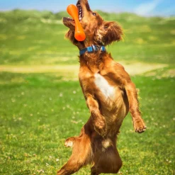 Urban Stick Dog Toy