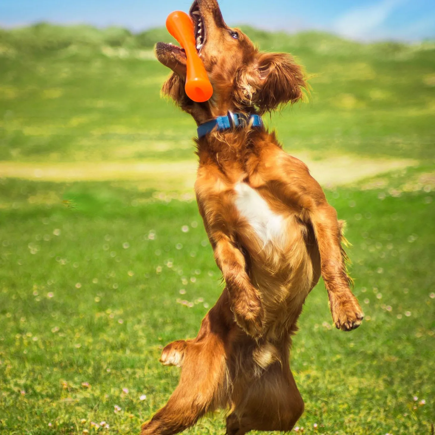 Urban Stick Dog Toy