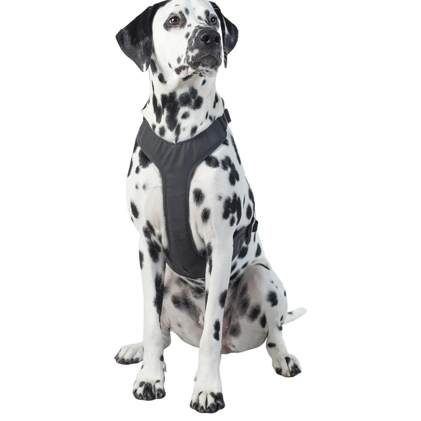 Visibility Black Dog Harness
