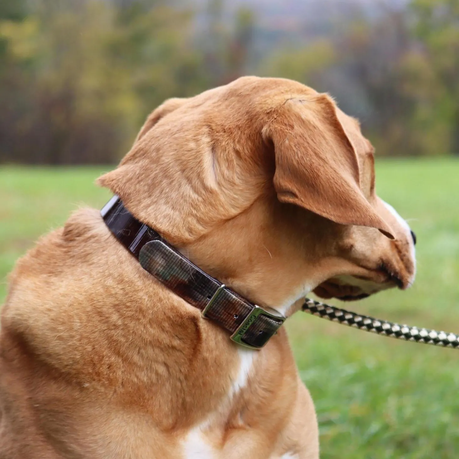 Water and Woods Waterproof Hound Dog Collar Green