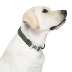 Waterproof Forest Green Dog Collar