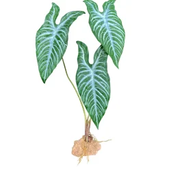 White Vein Standing Plant