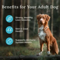 Wilderness Salmon With Grain Recipe Adult Dog Food