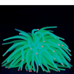 Yellow Anemone