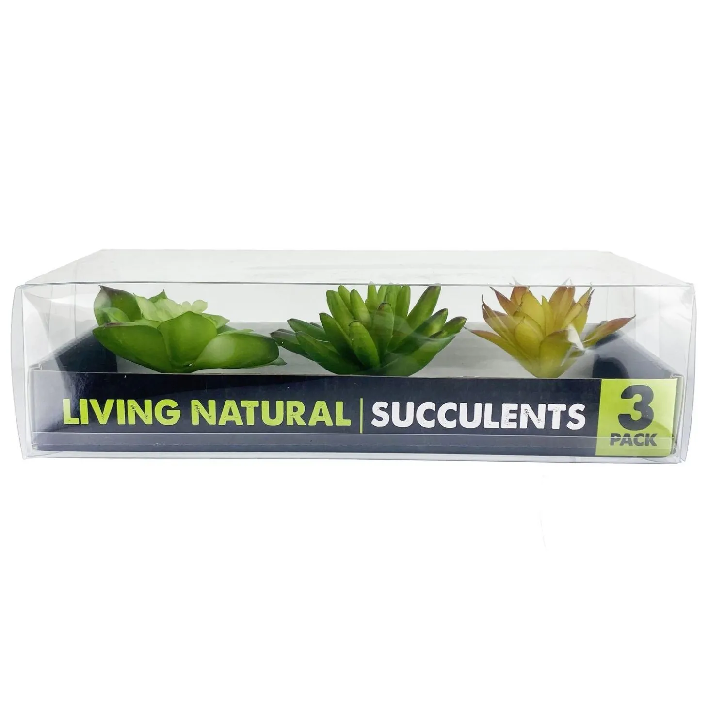 Yellow & Green Succulents